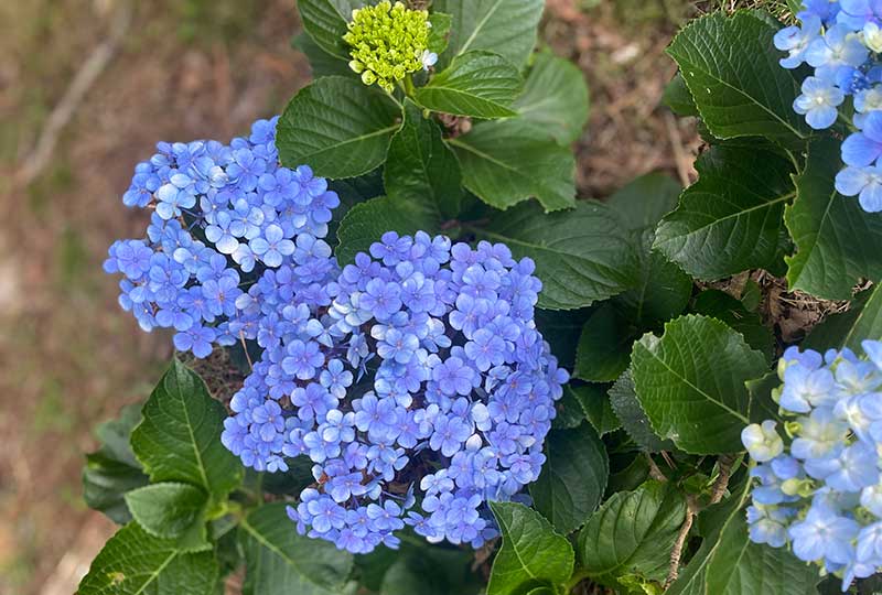 M.J.Gibbs | Children's Book Author, Poet, Educator | Blue Flowers